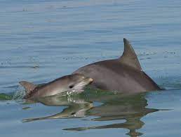 Indo Pacific Bottlenose Dolphin Whale Dolphin Conservation Usa