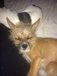 Baby Fox Or Long Haired Chihuahua Mix The World May Never Know P Cute Chihuahua Chihuahua Mix Chihuahua