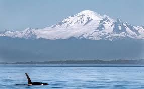 To get to san juan island, take a plane from seattle (45 minutes) or ferry (60 minutes) from anacortes. Exploring America S Pacific Northwest The San Juan Islands Scuba Diving News Gear Education Dive Training Magazine