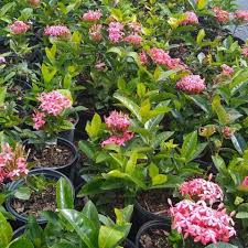 Image result for Ixora narcissodora