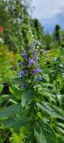 Image result for lobelia