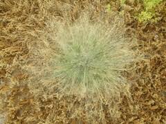 Image result for Sporobolus myrianthus