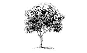 Just about everyone has experience doodling a tree, but all it takes is a little observation and detail to draw a more realistic one. How To Draw A Realistic Tree Sketchbooknation Com