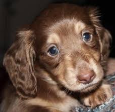 Miniature Long Haired Dachshund Puppies For Sale Dachshund Puppies For Sale Dachshund Puppies Dachshund Puppy Long Haired