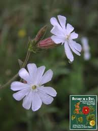 Image result for Caryophyllaceae