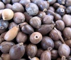 Image result for Coix