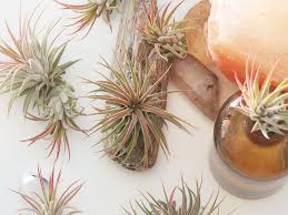 6 creative ideas for displaying air plants in your home. 25 Air Plant Types To Grow Indoors