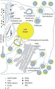 For more information about the hcv life cycle, see fact sheet 670. A Schematic Of The Hepatitis C Virus Life Cycle The Six Steps Of The Download Scientific Diagram