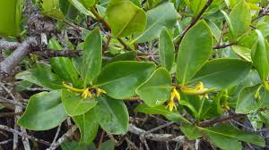 Image result for Rhizophora racemosa