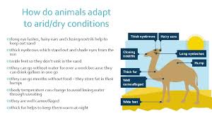 Bushy eyebrows and long, heavy eyelashes help protect the camels' eyes from dust and sand. Adaptations 5 1 Living Places Adaptations Adaptations To