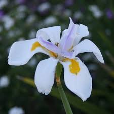 Image result for Dietes