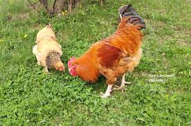 Only the strongest survive to leave the black widow web. Pam S Backyard Chickens Do Chickens Eat Ticks And Spiders