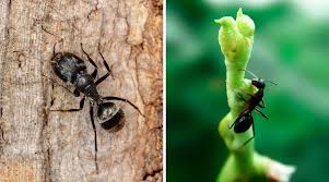 A problem with carpenter ants inside may indicate a more significant issue with insects outside the home. Carpenter Ant Vs Black Ant Identifying And Telling Them Apart