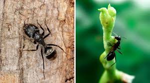 Mar 04, 2021 · here are a few ideas for using epsom salt as pesticide: Does Salt Kill Ants What Really Happens When Salt Touches Ants