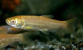 Amur (sh) specie di pesce (it); Ctenopharyngodon Idella Grass Carp Leuciscus Tschiliensis Ctenopharyngodon Laticeps Seriously Fish