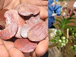 Image result for Sopubia conferta