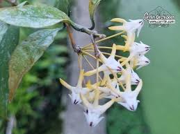 Image result for hoya multiflora