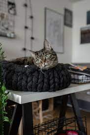 katzenbett boogie color katzenbett katzen bett katzenschlafplatz