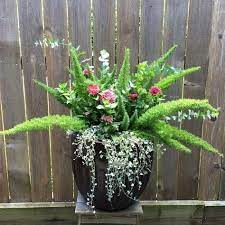 Creative Combinations Buchanan S Native Plants Container Gardening Flowers Container Plants Full Sun Container Plants