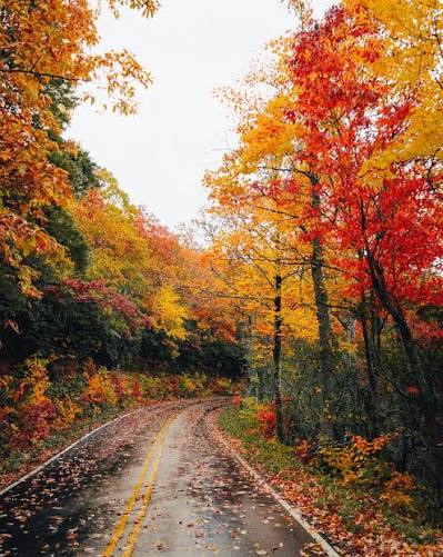 The Ultimate Guide For Finding & Photographing Fall Colors | Sony | Alpha  Universe