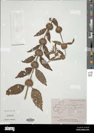 Image result for Leucas martinicensis