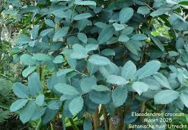 Image result for Elaeodendron croceum