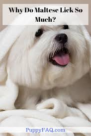 Pin On Tooo Adorable