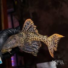 Image result for Eriocaulon afzelianum