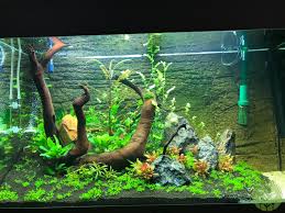 Getting it to weigh down with string and rocks or wood can take some finagling, but might be more along the lines of your desired aesthetic effect. 125l 33g Customised Juwel Rio Scape Barr Report Forum Aquarium Plants