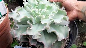 Fortunately it takes well to pruning and the. Echeveria Giant Blue Curls Youtube