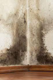 Mycotoxicosis is a major risk to health, although, according to an institute of medicine report in 2004, the majority of mycotoxicosis cases stemmed from eating food that was moldy, rather. Black Mold Exposure Symptoms Treatment And Prevention