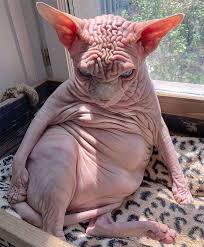 Rex, who are divided into the cornish and devon varieties, have short, wavy coats with no overcoat layer of fur. The Sphynx Cat They Have Naturally A Genetic Mutation