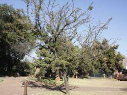 Image result for Acacia robusta