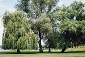 Shop wayfair for the best lighted weeping willow tree. Ideas For Landscaping Around A Weeping Tree