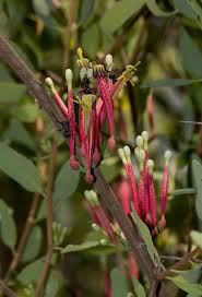 Image result for Tapinanthus oleifolius