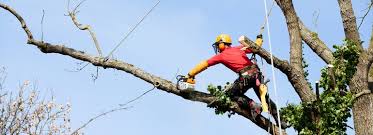 Une arbre de votre terrain vous prend la lumière ou est à deux doigts de chuter ? Prix D Un Elagage Tarif Moyen Estimation Prix Pose