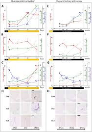 Hamster picture 835 1000 jpg : Downregulation Of Deiodinase 3 Is The Earliest Event In Photoperiodic And Photorefractory Activation Of The Gonadotropic Axis In Seasonal Hamsters Scientific Reports