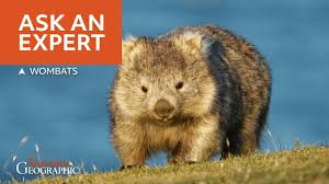 Image result for Common wombat