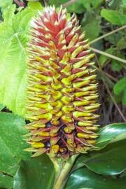 Image result for Renealmia africana