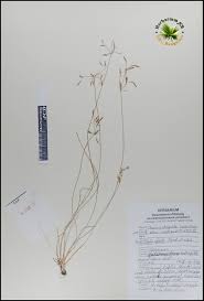 Image result for Bulbostylis densa