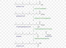 Alpha Oxidation Beta Oxidation Fatty Acid Redox Png 500x600px Beta Oxidation Acid Area Atom Coenzyme A