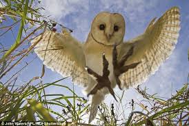 Dramatic Snap Reveals Prey S Eye View Of Barn Owl Catching Dinner Barn Owl Owl Photos Owl