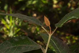 Image result for Harungana madagascariensis