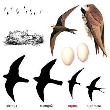Результат пошуку зображень за запитом "стриж"