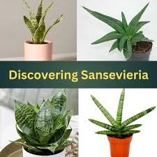 Image result for Sansevieria