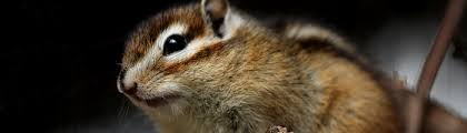Common chipmunk repellents are pureed garlic, hot peppers, or a combination of both. How To Get Rid Of Chipmunks Using Natural Home Remedies
