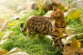 Bengal cats on a whole are a very healthy breed. These Are The Best Hypoallergenic Cat Breeds For People With Allergies