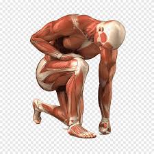 Graphy Human Body Bicep Muscle Physical Fitness Human Png Pngegg More than 12 million free we provide millions of free to download high definition png images. graphy human body bicep muscle