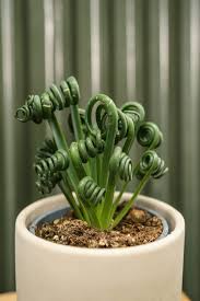 Image result for Albuca
