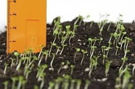 How much space for zucchini. Plant Spacing Chart How Much Space Between Each Plant In Your Vegetable Garden